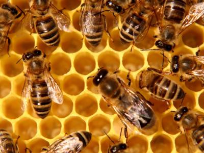Dynamiser son activité économique en apiculture